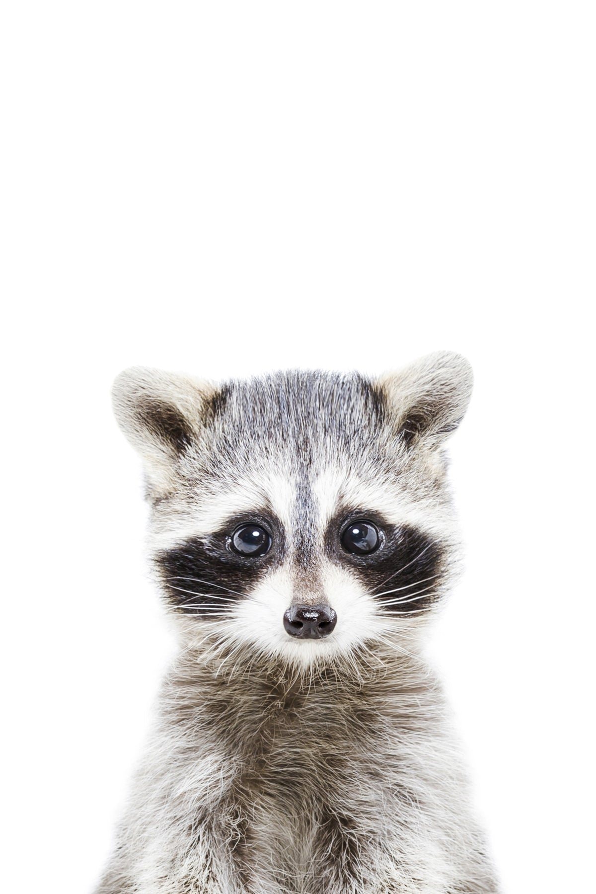Baby Raccoon Wall Mural in your room — zoomed