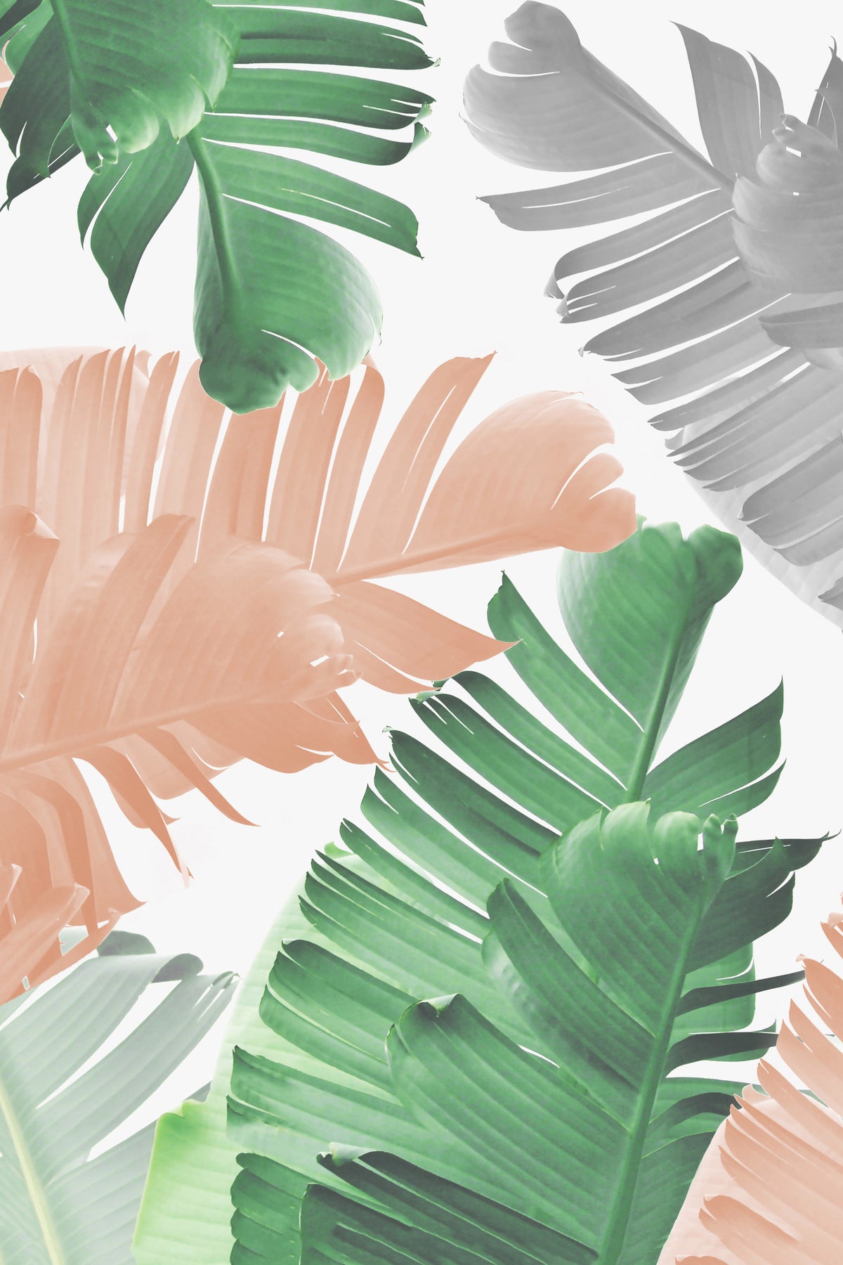 Banana Leaf Play Wall Mural in your room