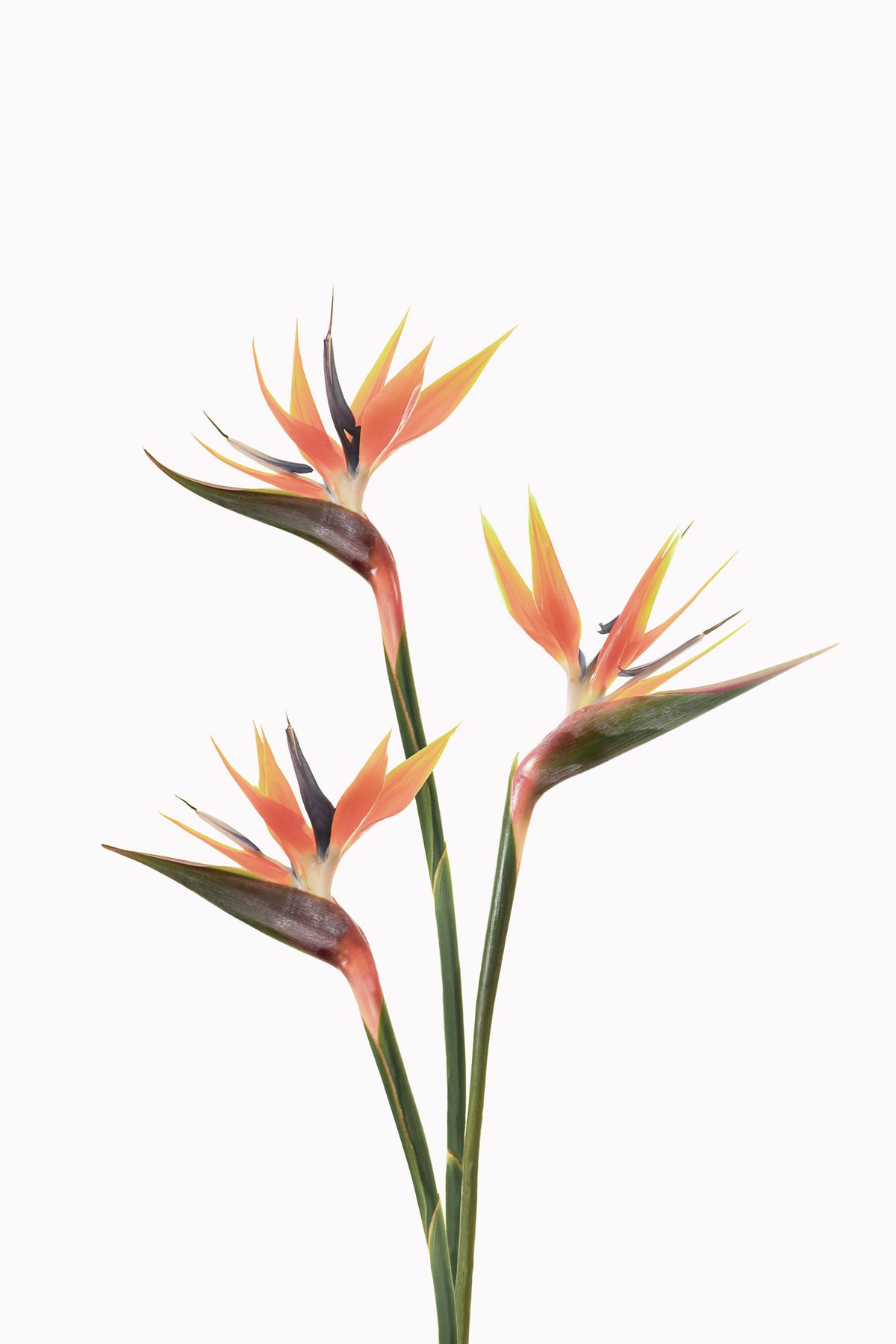 Bird of Paradise Bloom Wall Mural in your room — zoomed