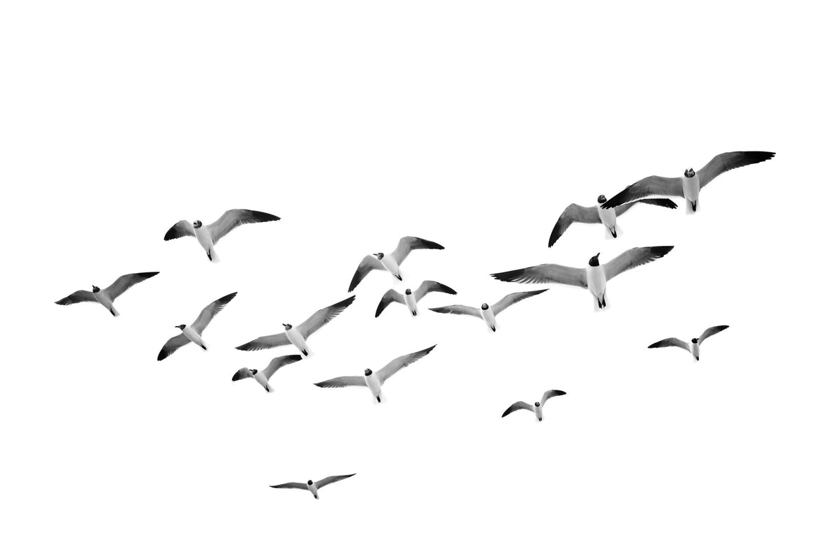 Flying Birds Horizontal Wall Mural in your room — zoomed