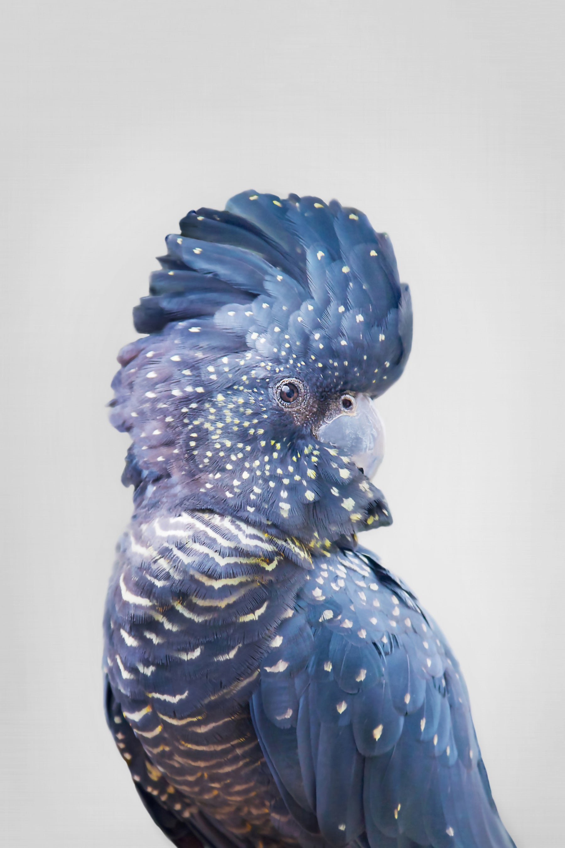 Black Cockatoo Wall Mural in your room — zoomed