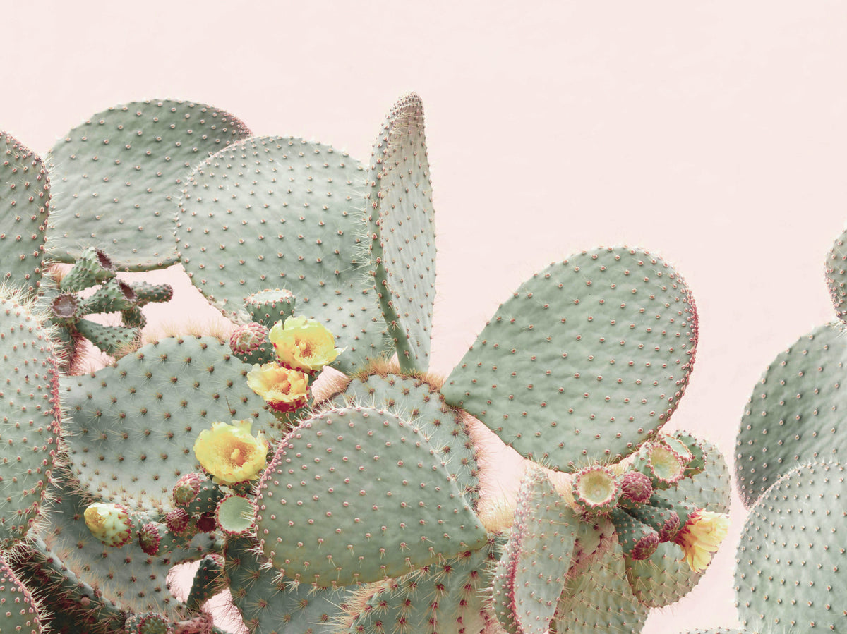 Cactus Blossom Dreams Wall Mural