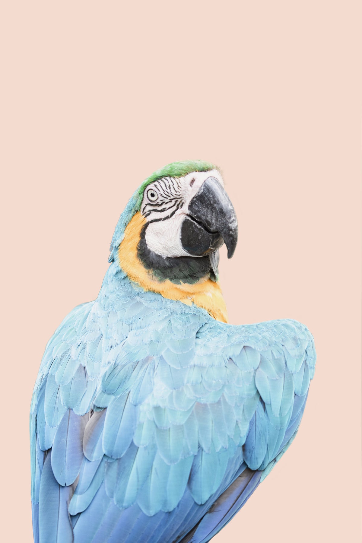 Blue Macaw Wall Mural
