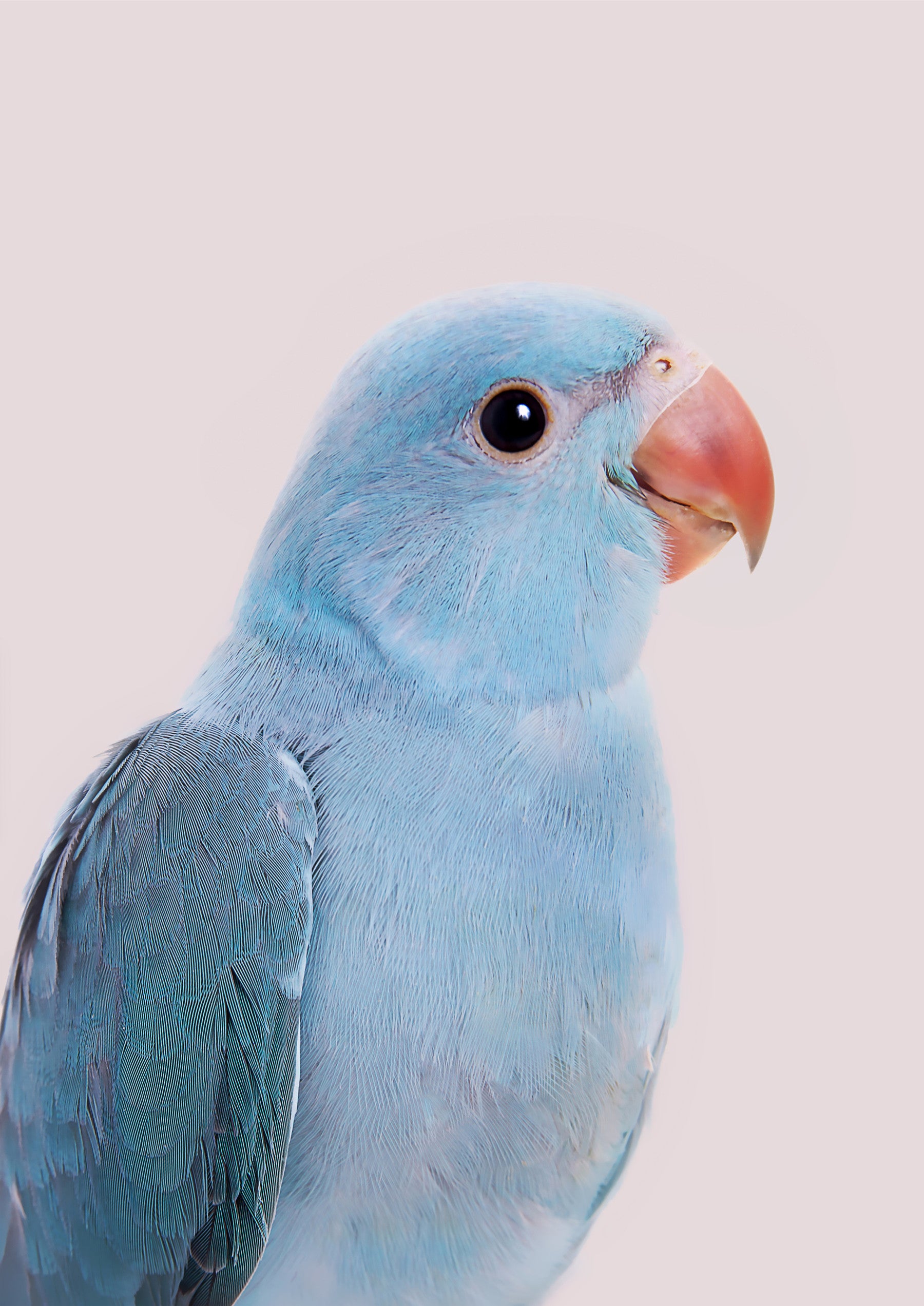 Lovebird Wall Mural