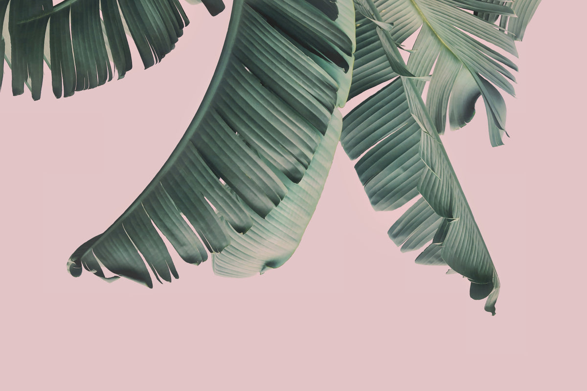 Blush & Banana Wall Mural in your room — zoomed