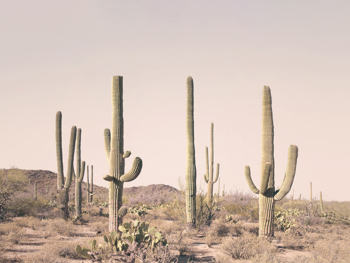 Blush Cactus Field Wall Mural in your room