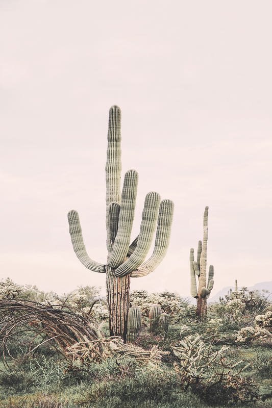 Desert Majesty Wall Mural