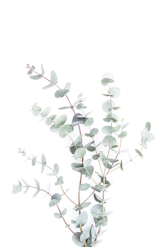 Botanical I Wall Mural