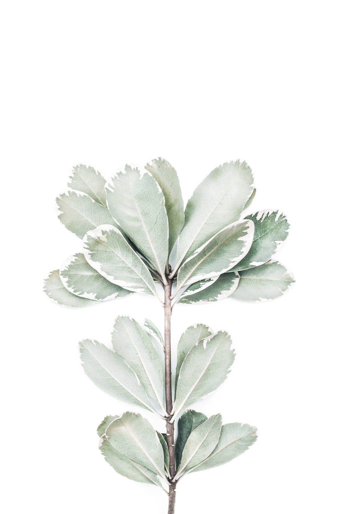 Botanical II Wall Mural in your room — zoomed