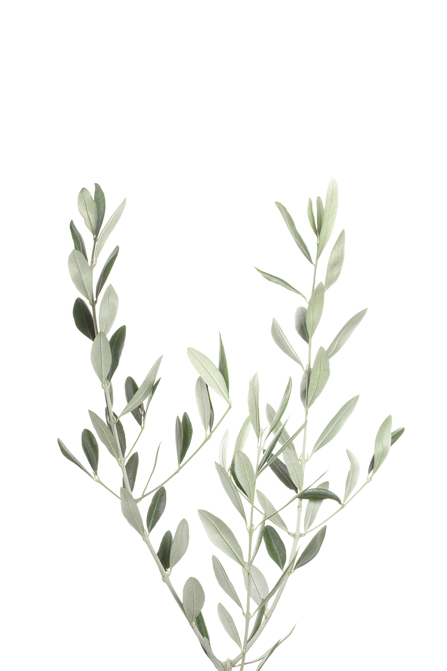 Botanical III Wall Mural featuring lush green leaves.

