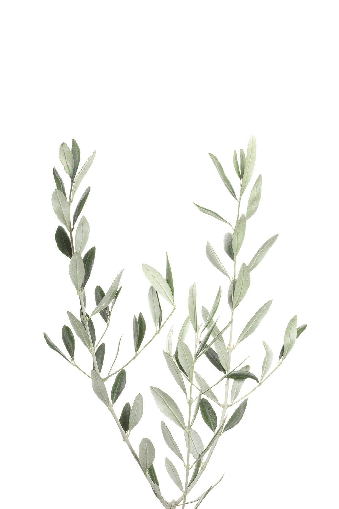 Botanical III Wall Mural