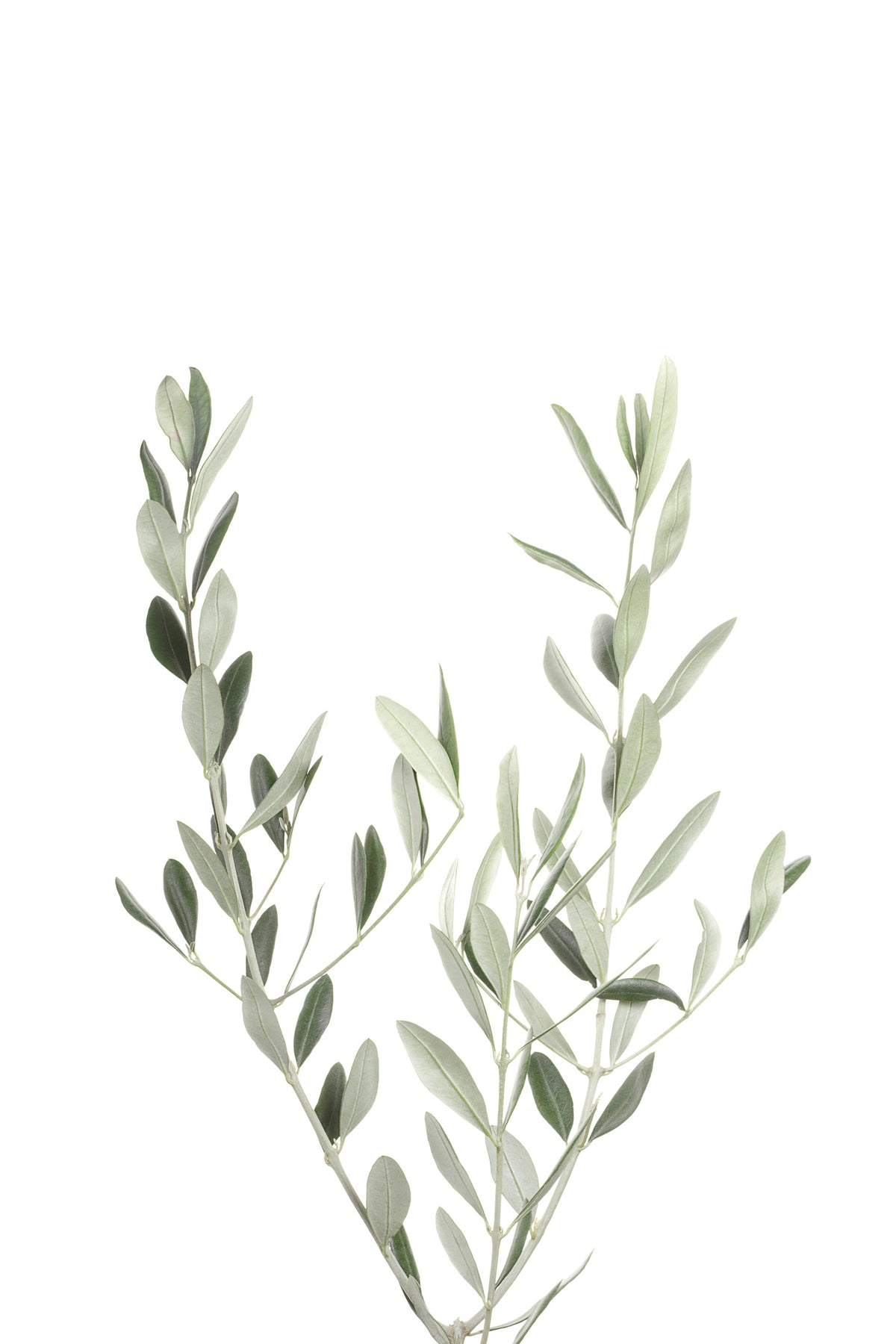 Botanical III Wall Mural in your room
