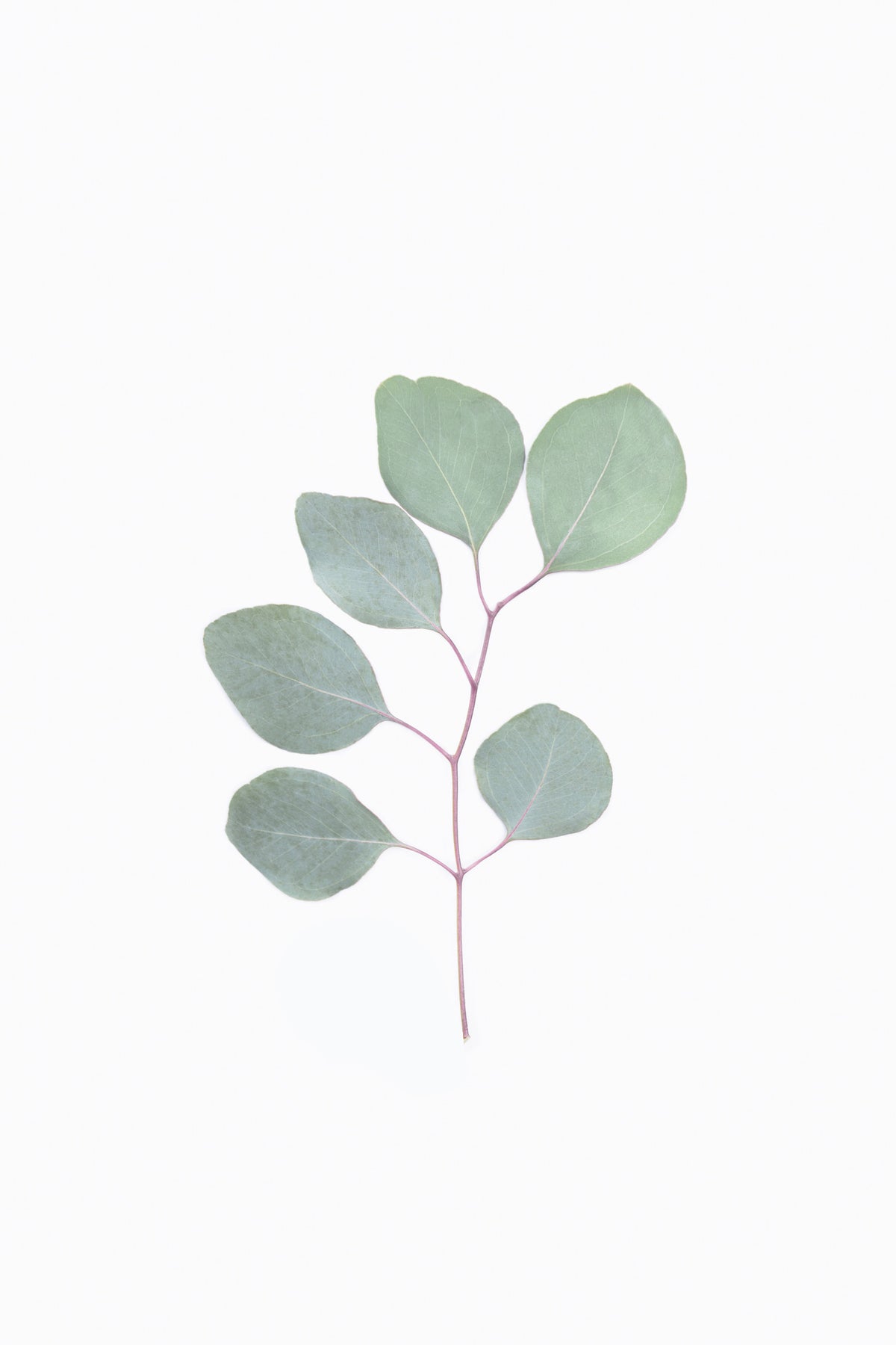 Eucalyptus Elegance Wall Mural in your room — zoomed