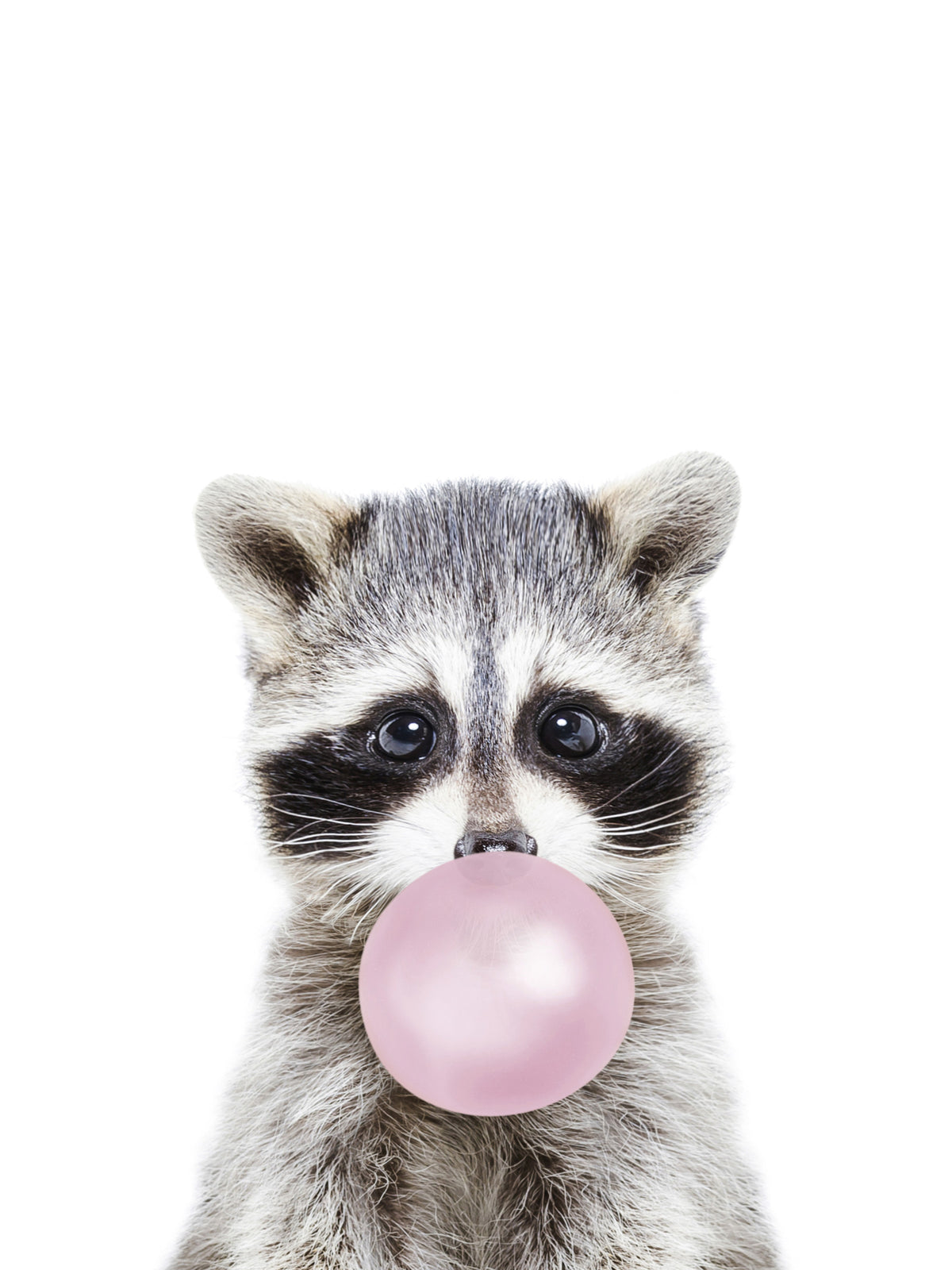 Bubble Gum Racoon Wall Mural in your room