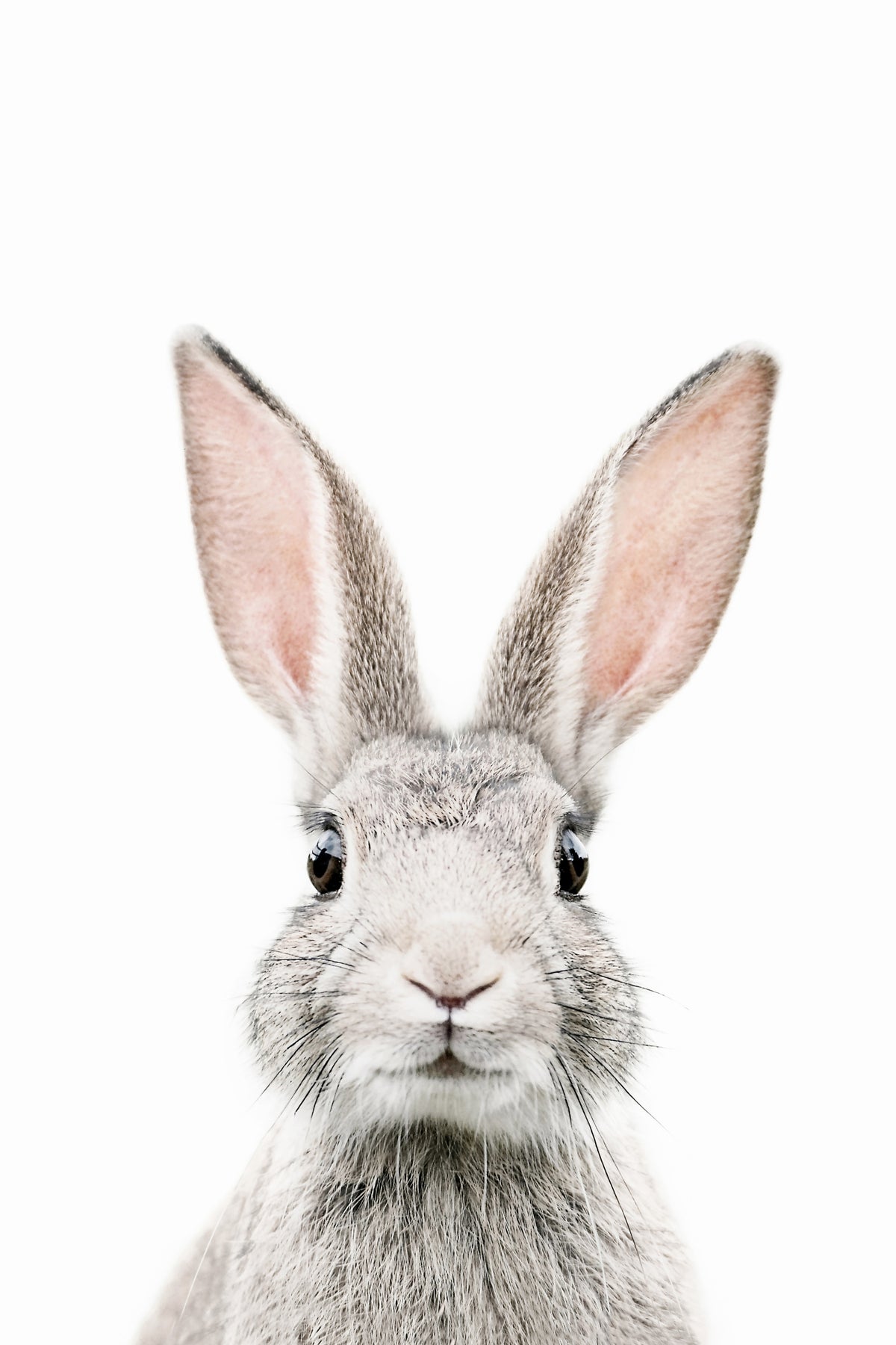 Bunny Wall Mural in your room — zoomed