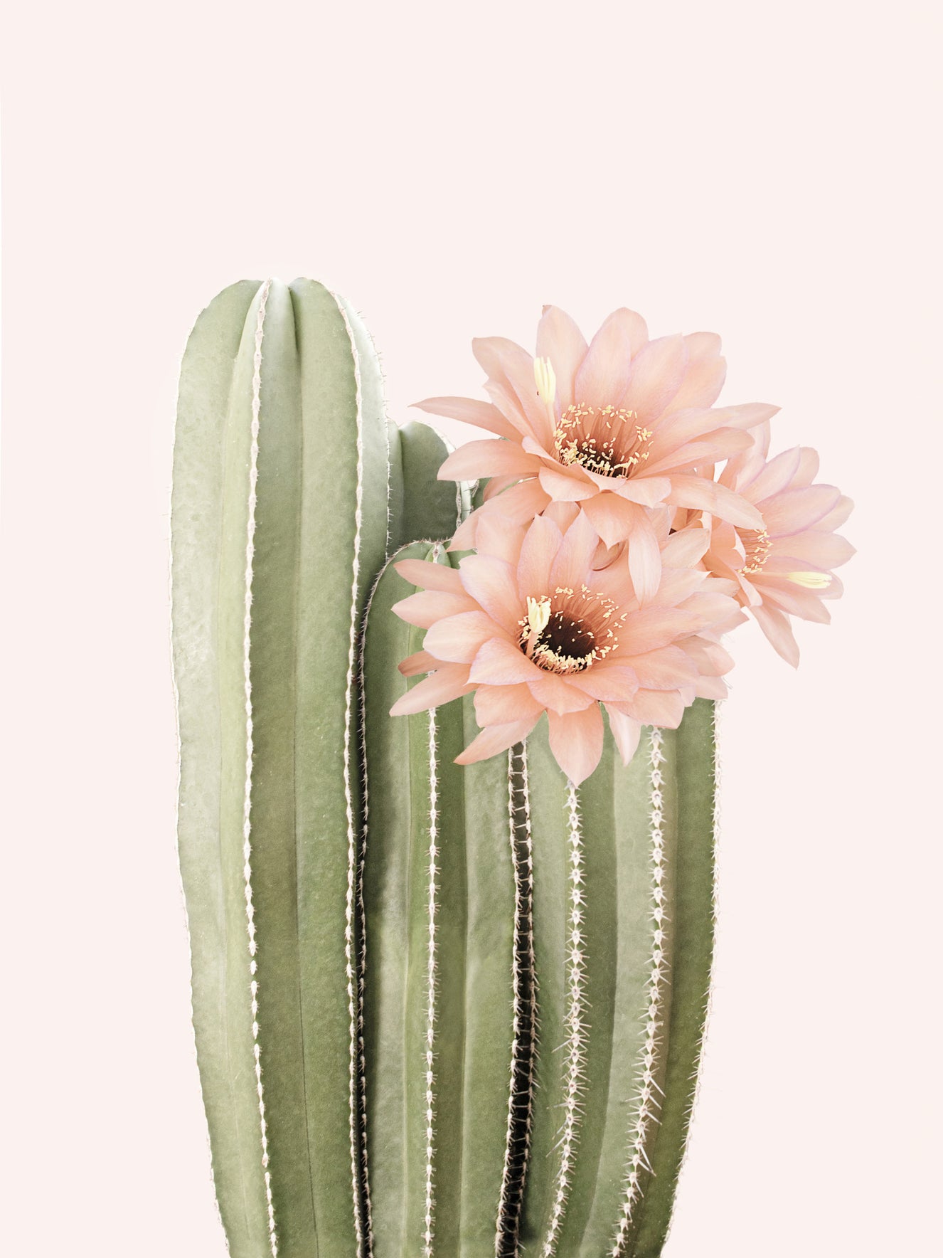 Blooming Cactus Botanical Wall Mural