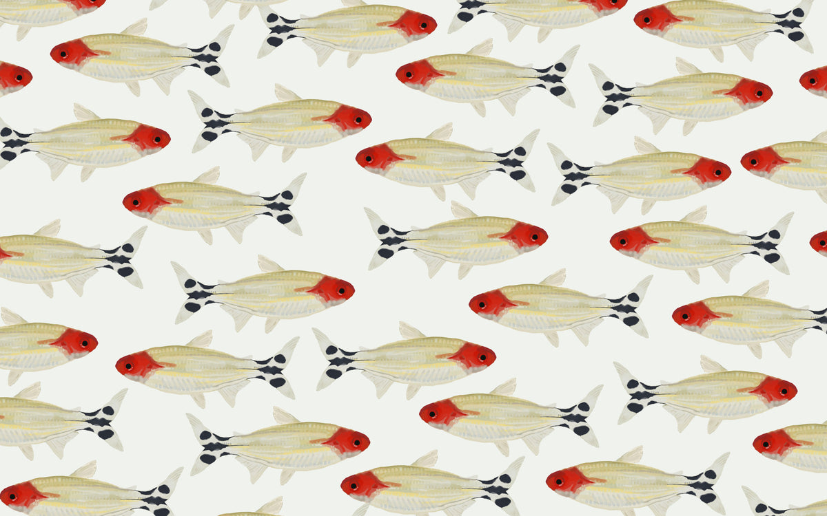 Asperum Wall Mural in your room