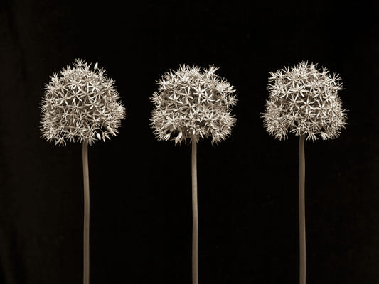 Three Alliums on Black Wall Mural
