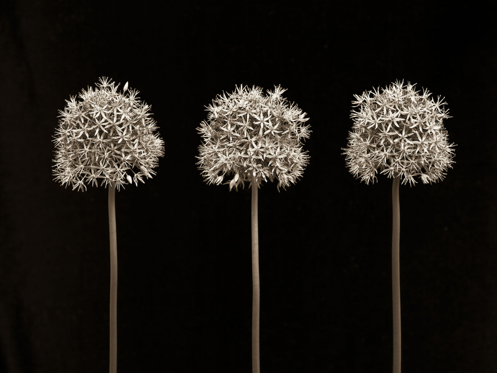 Three Alliums on Black Wall Mural