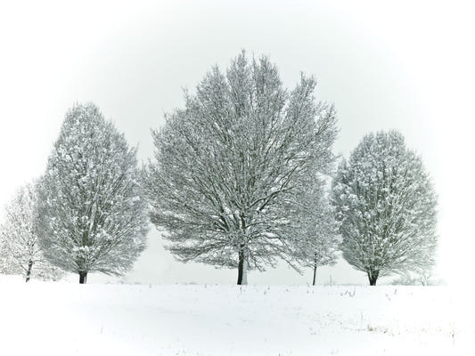 Frosty Trees Wall Mural