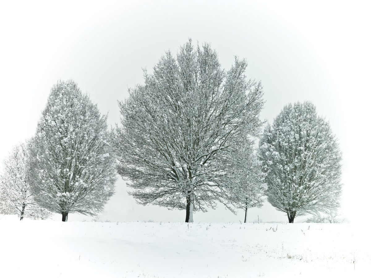 Frosty Trees Wall Mural in your room