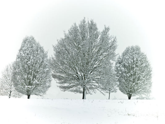 Frosty Trees Wall Mural