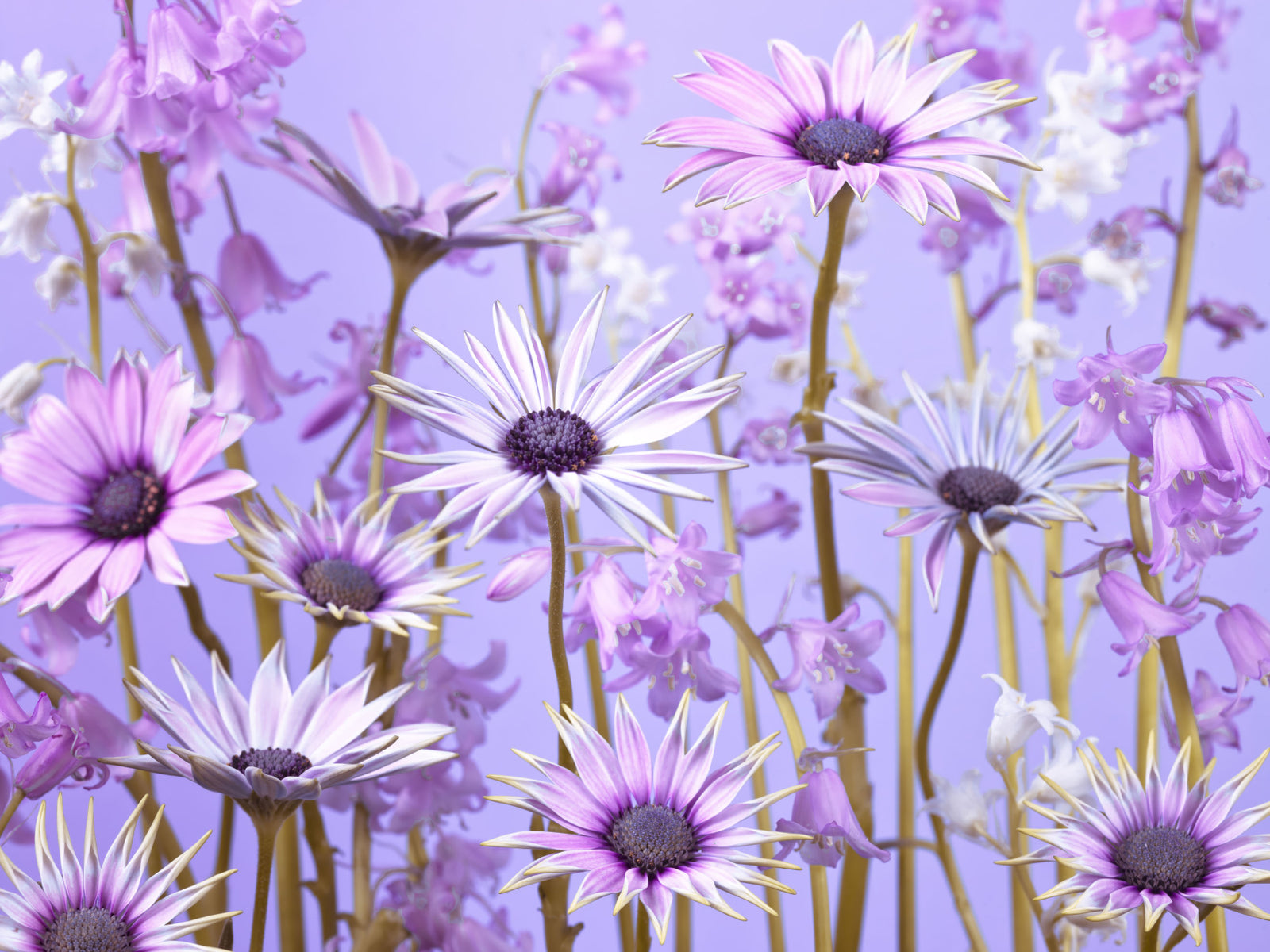 Botanical Reverie Wall Mural