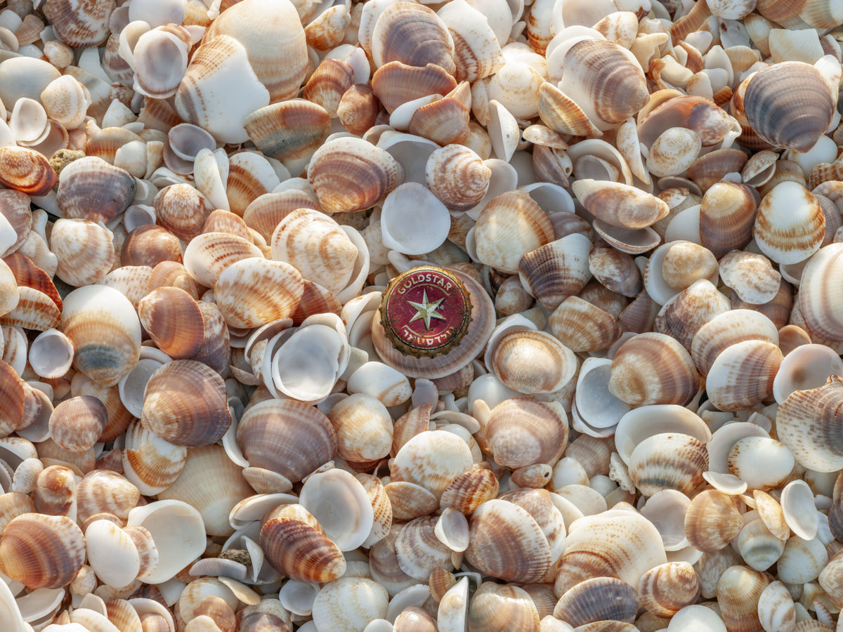 Beach Treasures Wall Mural in your room — zoomed