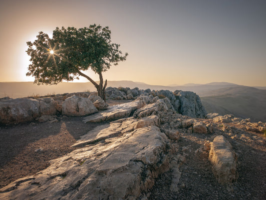 Solitary Tree at Dusk Wall Mural
