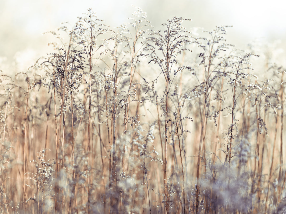 Grass Reeds Wall Mural in your room