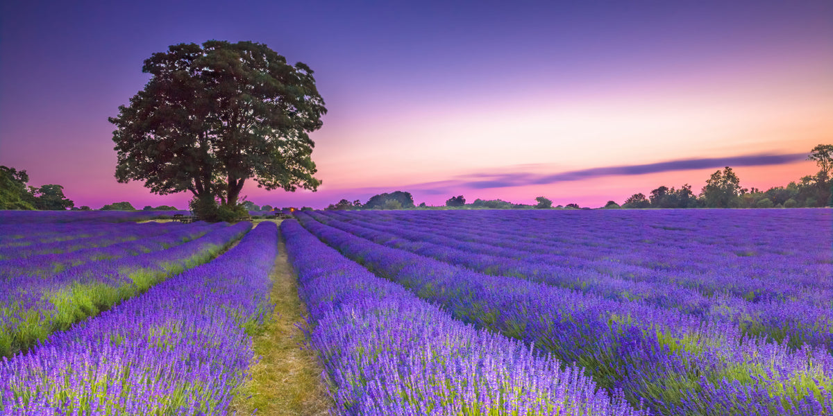 Lavender Field at Golden Hour Wall Mural in your room — zoomed