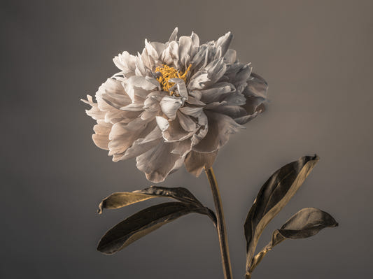 Graceful Blooms Wall Mural