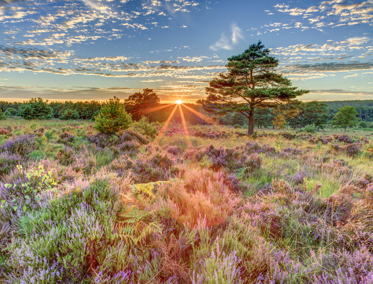 Heathland Sunset Wall Mural in your room