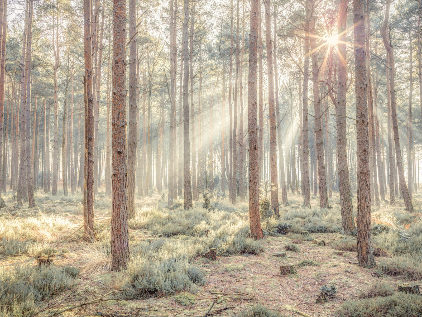 Sunrise's Kiss in the Misty Forest Wall Mural in your room