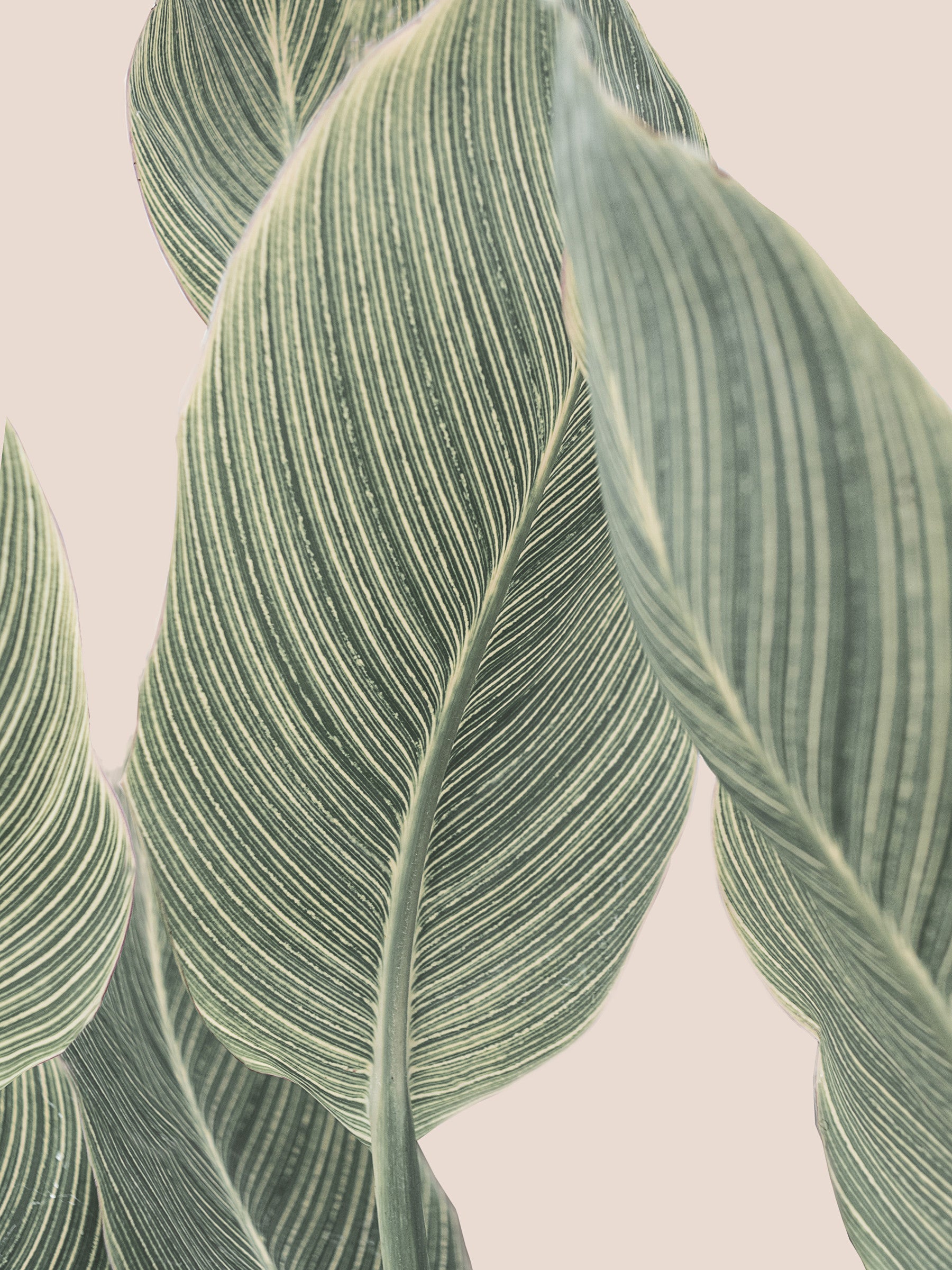 Botanical Lines Wall Mural