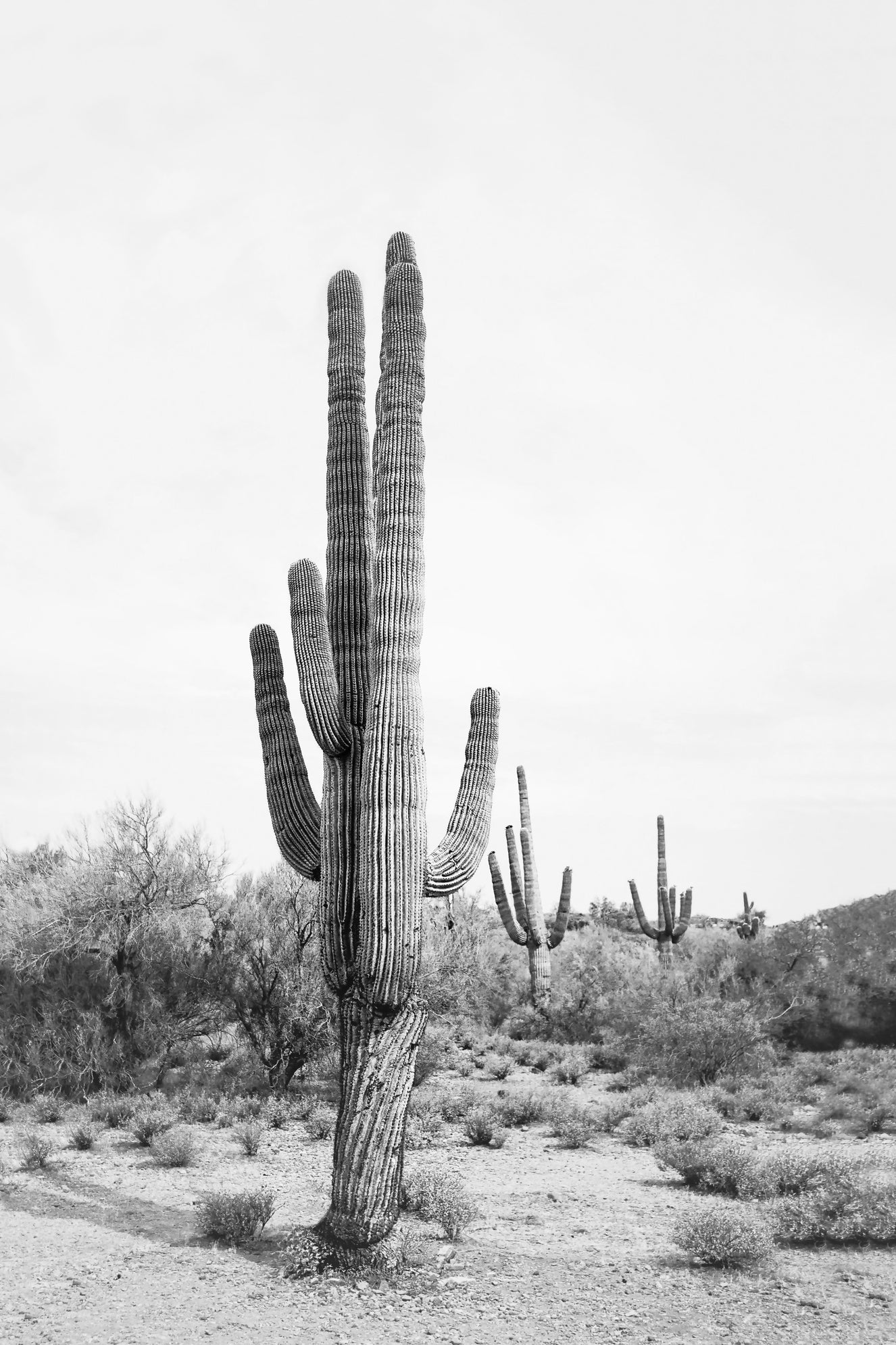 Desert Cactus BW Wall Mural