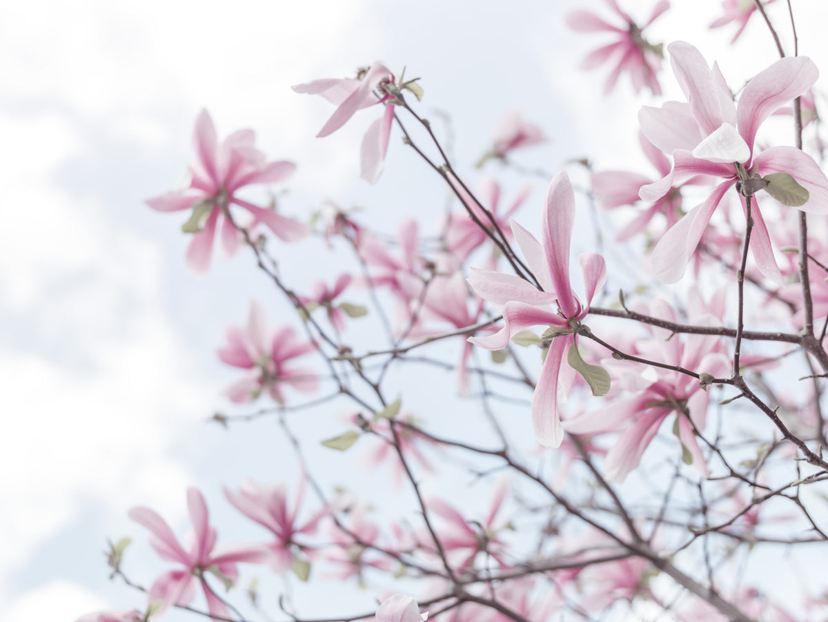 Heavenly Magnolias Wall Mural in your room