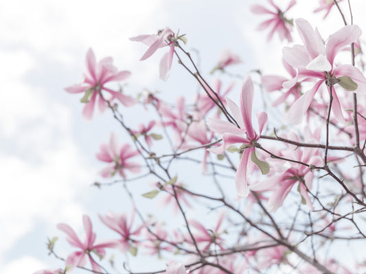 Heavenly Magnolias Wall Mural