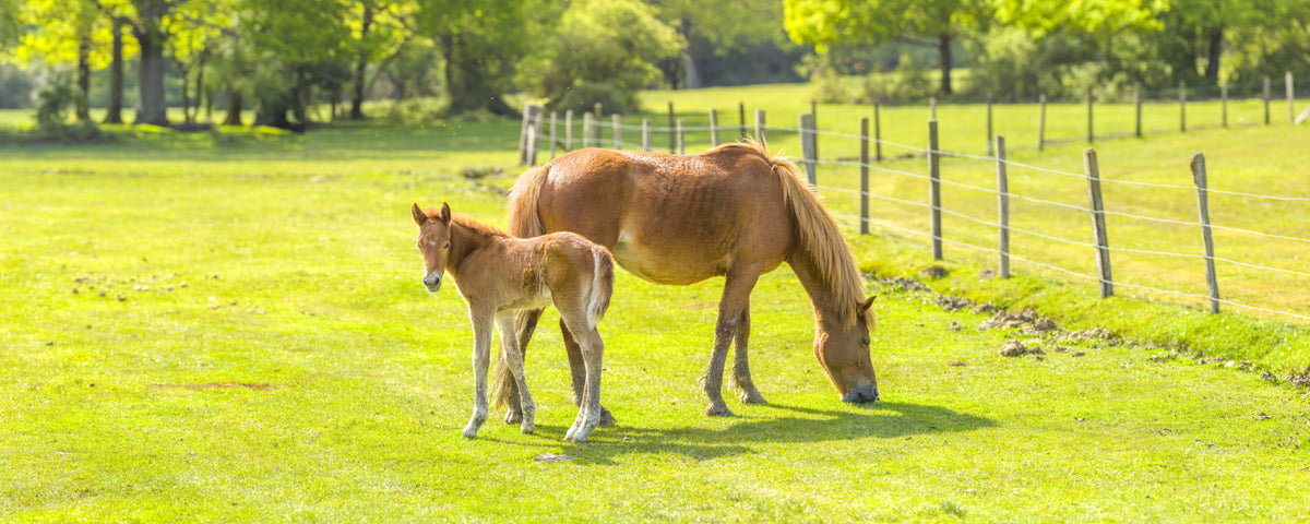 Horse with Foal Wall Mural in your room