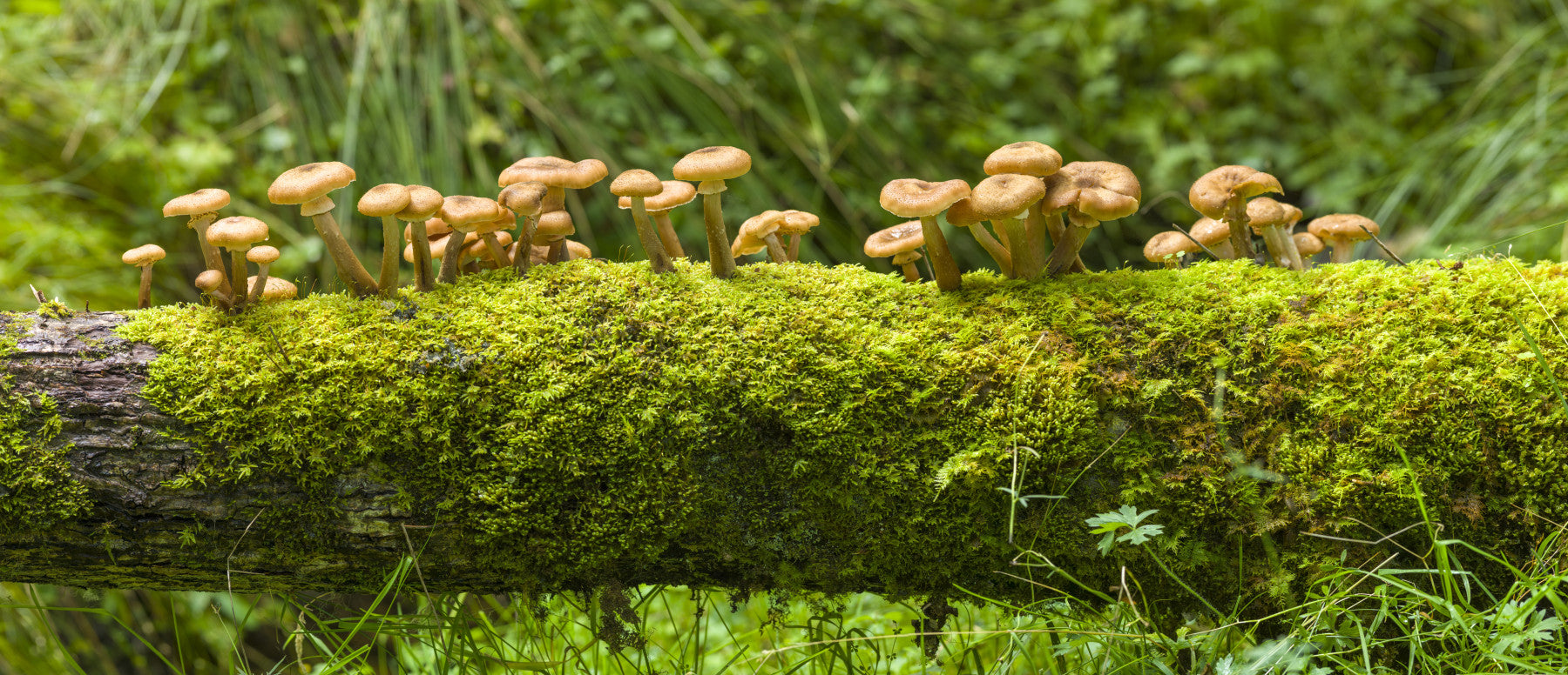 Mossy Log Mushrooms Wall Mural