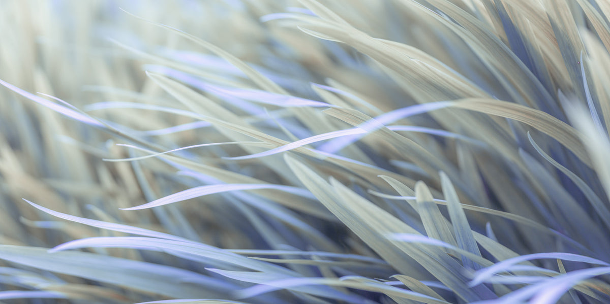 Wavy Grass Wall Mural in your room — zoomed