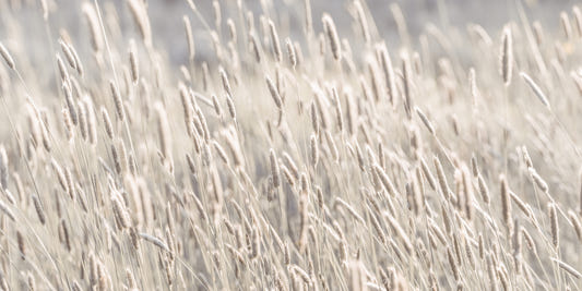Meadow Grass Wall Mural