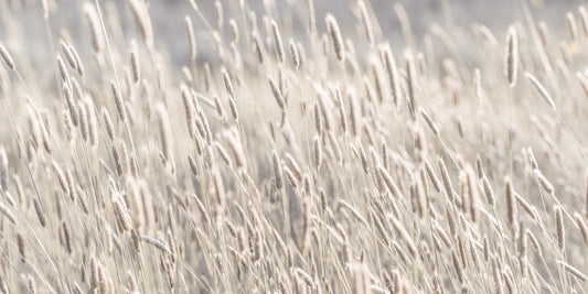 Meadow Grass Wall Mural