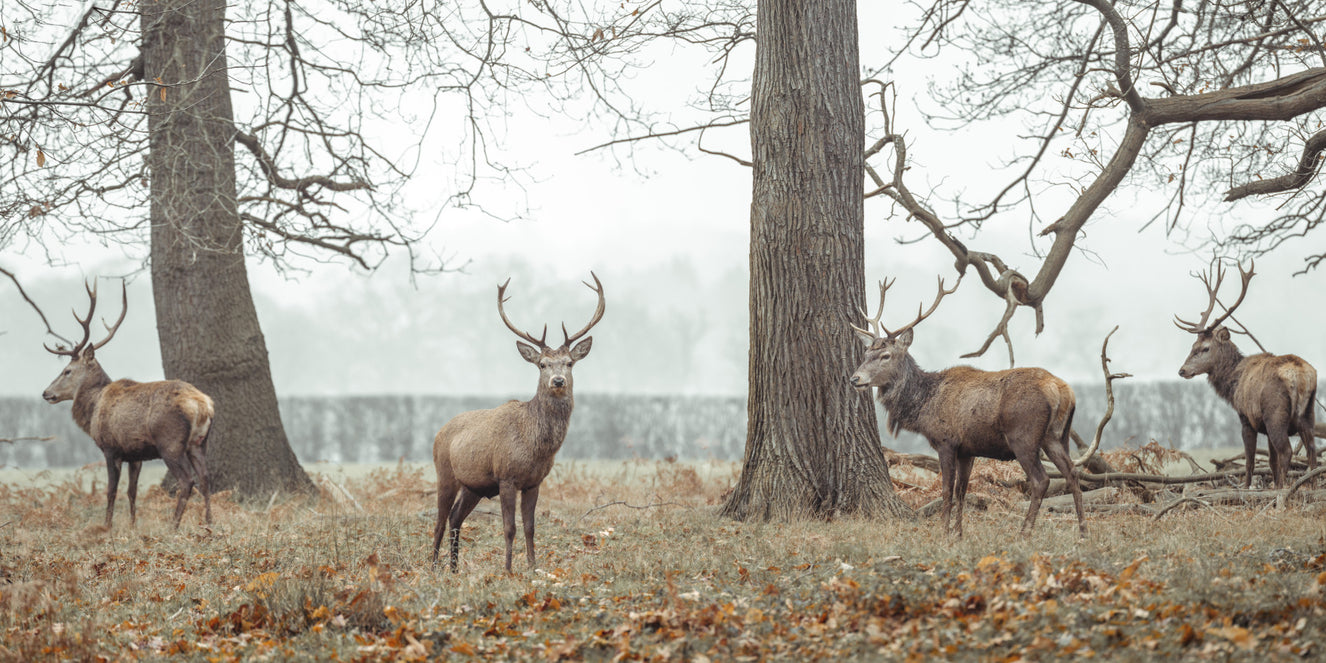 Stags in Forest Wall Mural