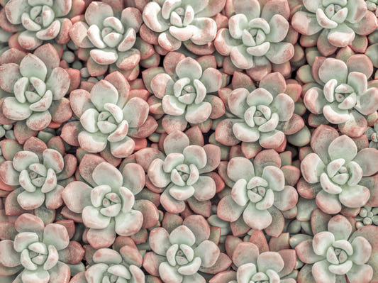 The Art of Succulents Wall Mural