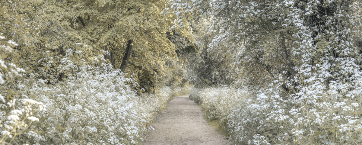 Woodland Spring Path Wall Mural in your room