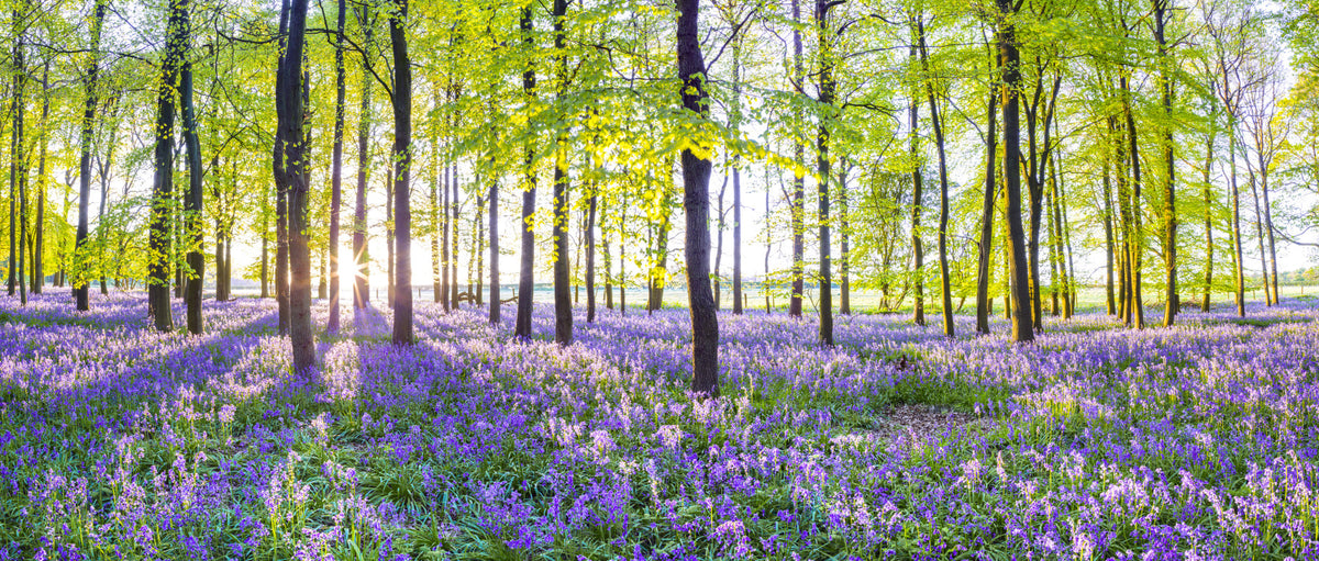 Sunlit Bluebell Woods Wall Mural in your room