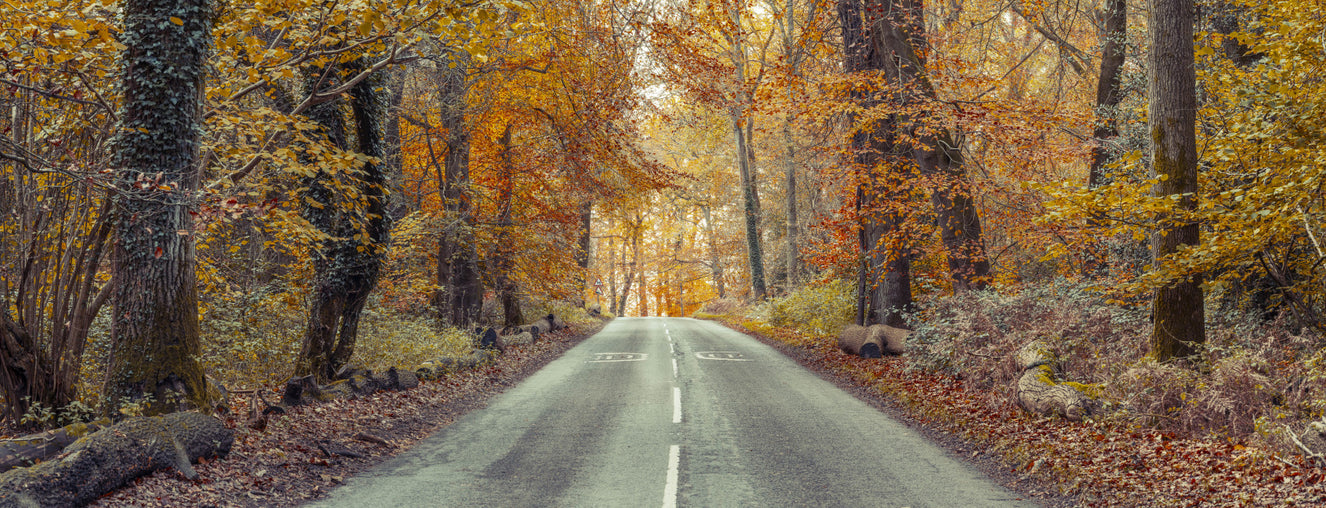 Golden Forest Path Wall Mural