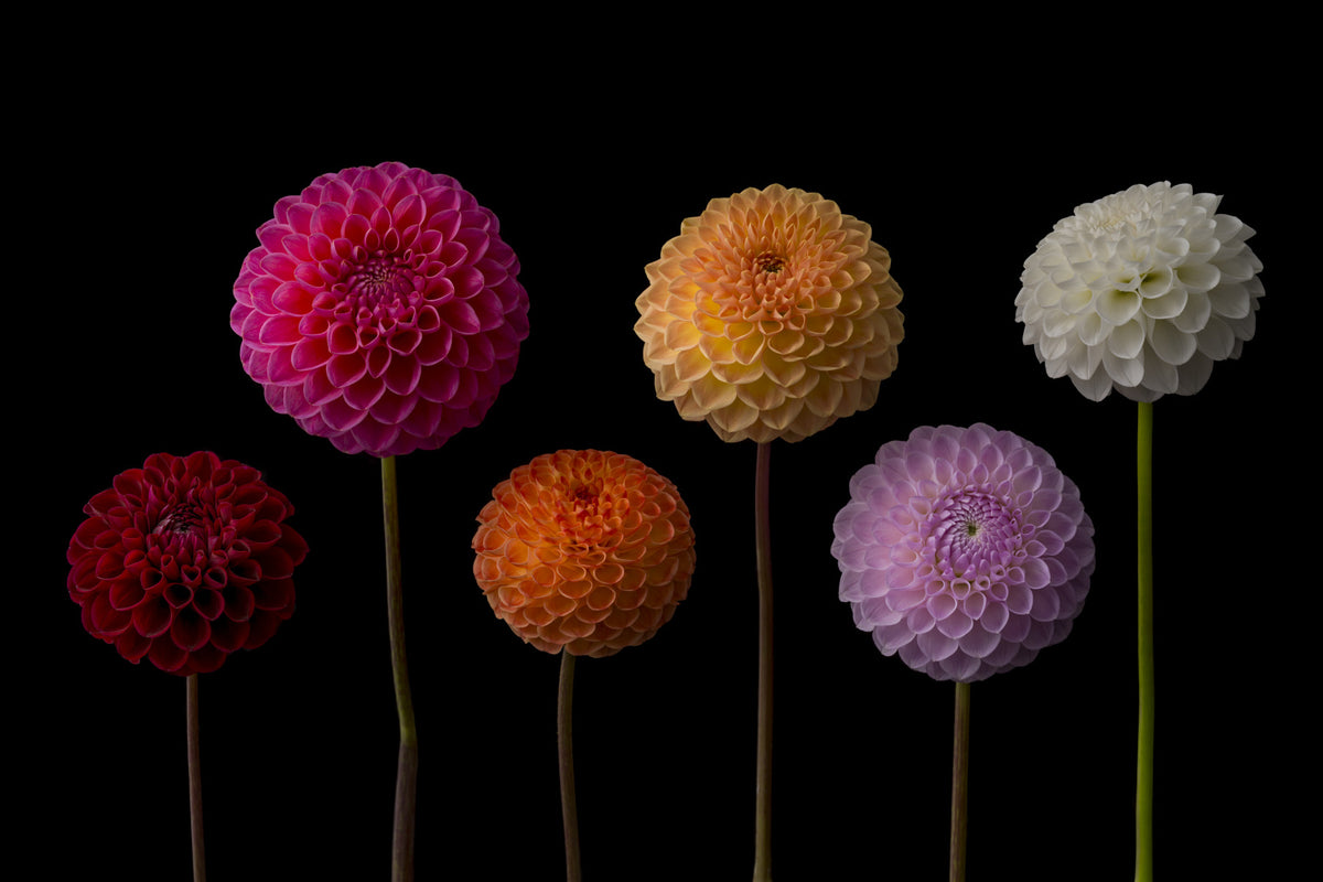 Dahlia Spectrum Wall Mural in your room