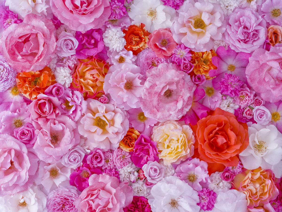 Roses Galore Wall Mural in your room — zoomed
